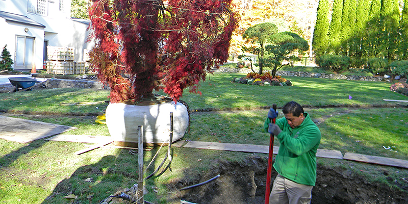 A Gerbert & Sons landscaper planting a large tree.