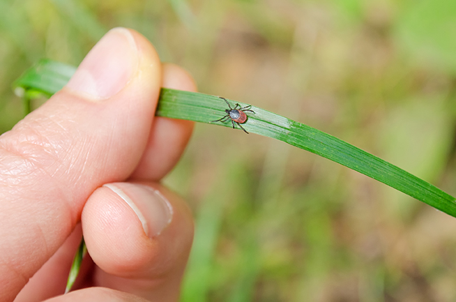 Adult tick walking on blade of grass