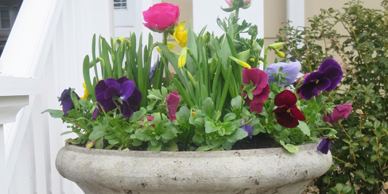 Spring container plants