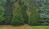 Adding Mature Trees to Your Property