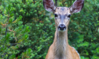 Our Natural Strategies to Control Deer