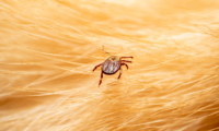 Adjust for Pests, Lighting and Irrigation