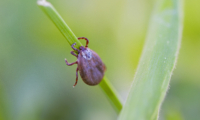 Safeguarding Your Yard: The 2026 Tick Surge