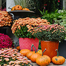 Fall